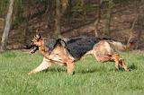 BERGER ALLEMAND 1295